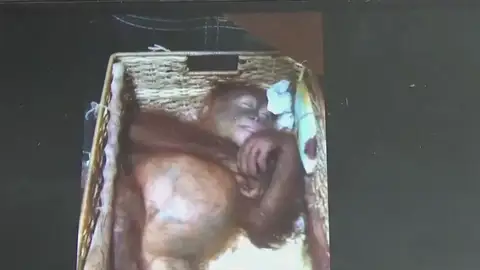 Hallan una cría de orangután en una maleta en el aeropuerto de Bali Hallan una cría de orangután en una maleta en el aeropuerto de Bali