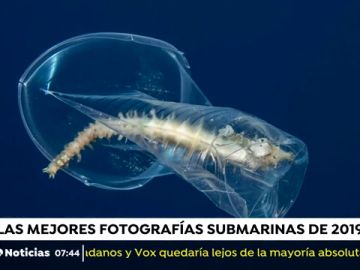Las mejores fotografías submarinas de 2019