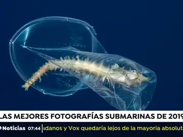 Las mejores fotografías submarinas de 2019 Las mejores fotografías submarinas de 2019