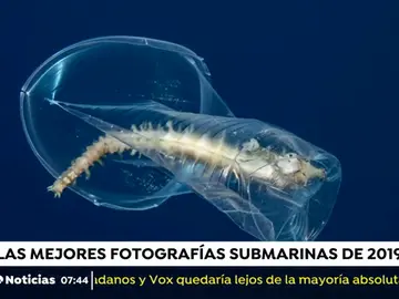 Las mejores fotografías submarinas de 2019 Las mejores fotografías submarinas de 2019