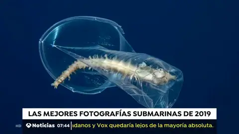 Las mejores fotografías submarinas de 2019 Las mejores fotografías submarinas de 2019