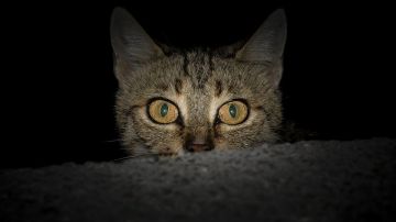 Gato nocturno Gato nocturno