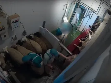 Los corderos en el matadero de Ávila Los corderos en el matadero de Ávila
