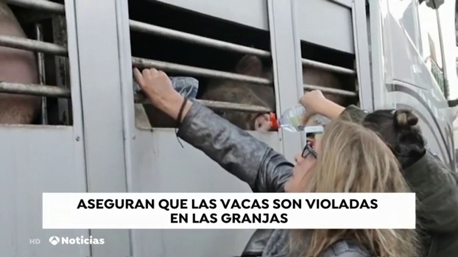 Una ONG denuncia las agresiones a animales hembras