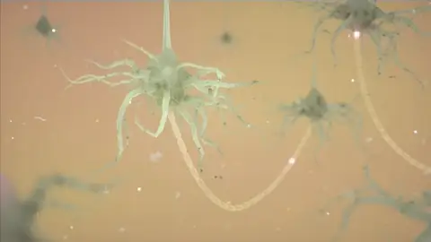 El cerebro humano genera nuevas neuronas hasta los 90 años El cerebro humano genera nuevas neuronas hasta los 90 años