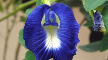Flor guisante de mariposa