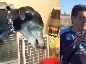 Antonio denuncia la desaparición de su galgo de caza, 'Vendaval' Antonio denuncia la desaparición de su galgo de caza, 'Vendaval'