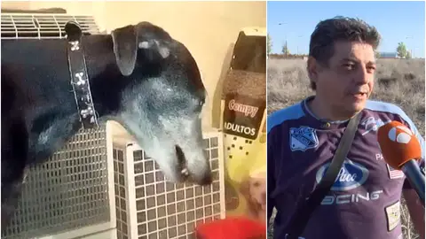 Antonio denuncia la desaparición de su galgo de caza, 'Vendaval' Antonio denuncia la desaparición de su galgo de caza, 'Vendaval'