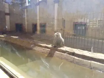 La deplorable situación de los animales del zoo de Ayamonte La deplorable situación de los animales del zoo de Ayamonte