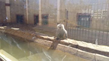 La deplorable situación de los animales del zoo de Ayamonte
