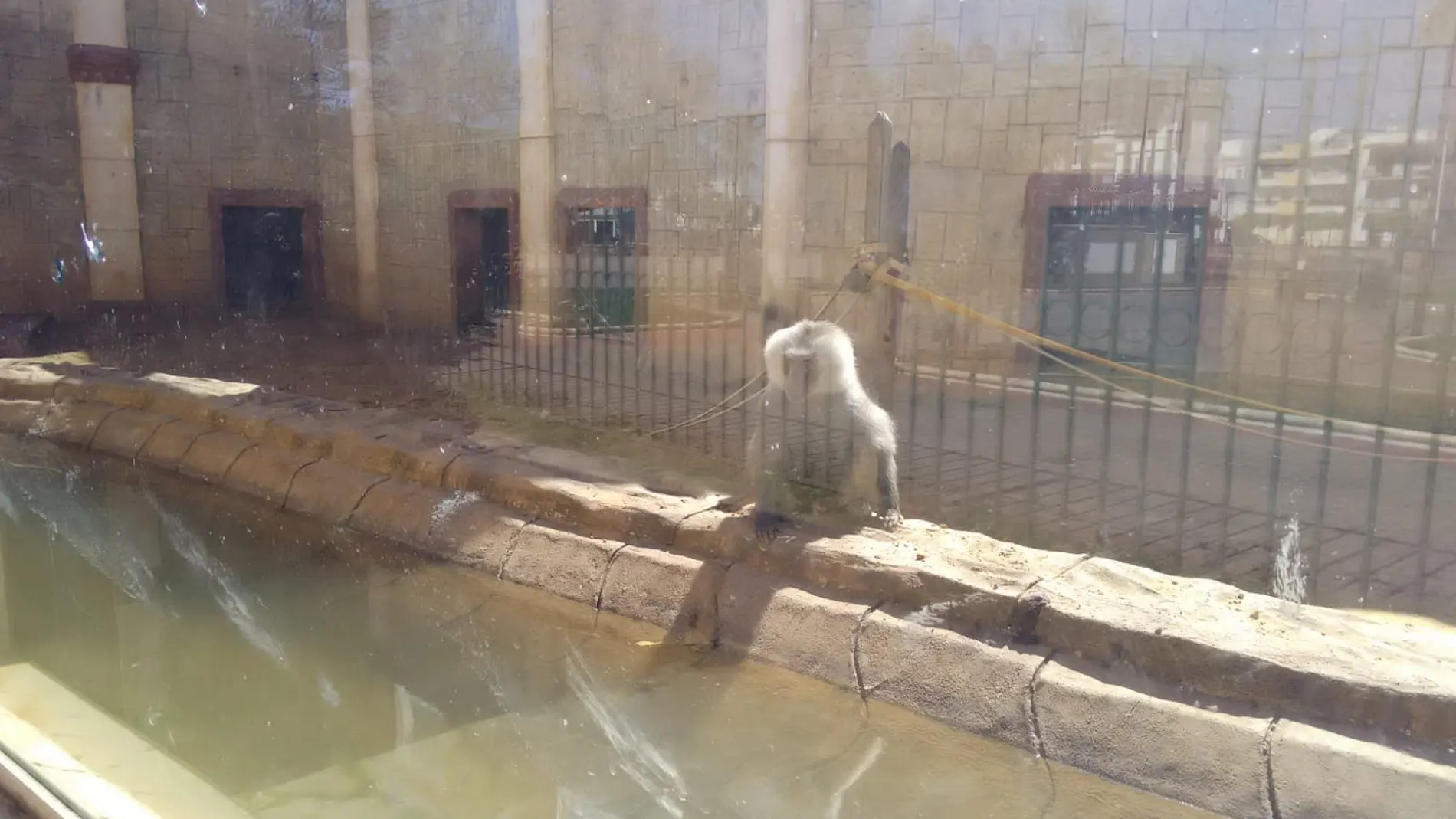 La deplorable situación de los animales del zoo de Ayamonte La deplorable situación de los animales del zoo de Ayamonte