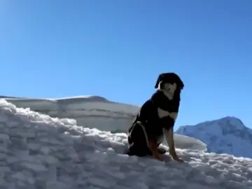 Baru, la perra escaladora: coronó el Baruntse, en el Himalaya, por su cuenta Baru, la perra escaladora: coronó el Baruntse, en el Himalaya, por su cuenta