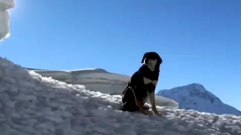 Baru, la perra escaladora: coronó el Baruntse, en el Himalaya, por su cuenta Baru, la perra escaladora: coronó el Baruntse, en el Himalaya, por su cuenta