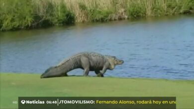 Un enorme caimán se cuela en un campo de golf y se mete en el lago que rodea las instalaciones en Estados Unidos