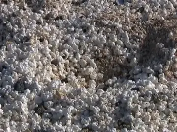 En peligro la playa de las "palomitas" En peligro la playa de las "palomitas"