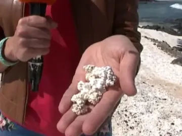 Las algas con forma de palomita Las algas con forma de palomita