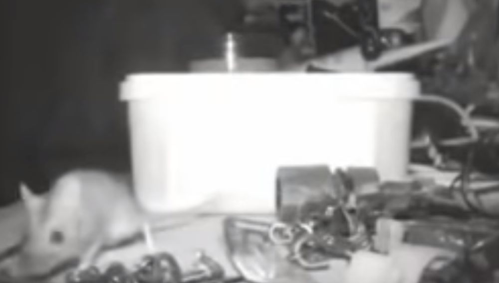 Un vídeo muestra cómo un ratón ordena los utensilios de un taller