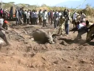 El impresionante rescate de tres elefantes atrapados en un lago en Kenia El impresionante rescate de tres elefantes atrapados en un lago en Kenia