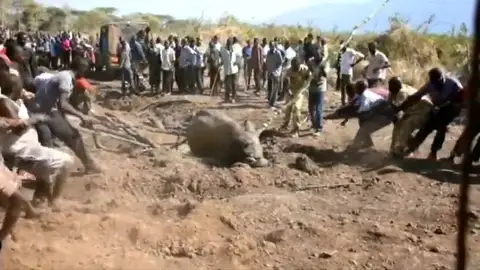 El impresionante rescate de tres elefantes atrapados en un lago en Kenia El impresionante rescate de tres elefantes atrapados en un lago en Kenia