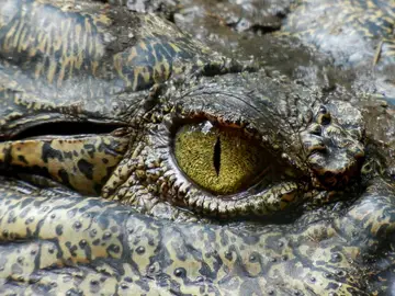 Cocodrilo Cocodrilo