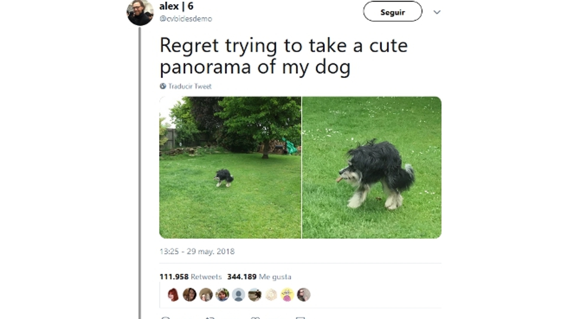 Panorámicas fallidas con animales