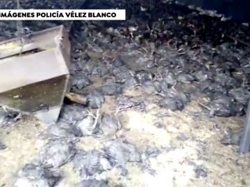 Mueren 20.000 pollos en un incendio en una nave de Almería