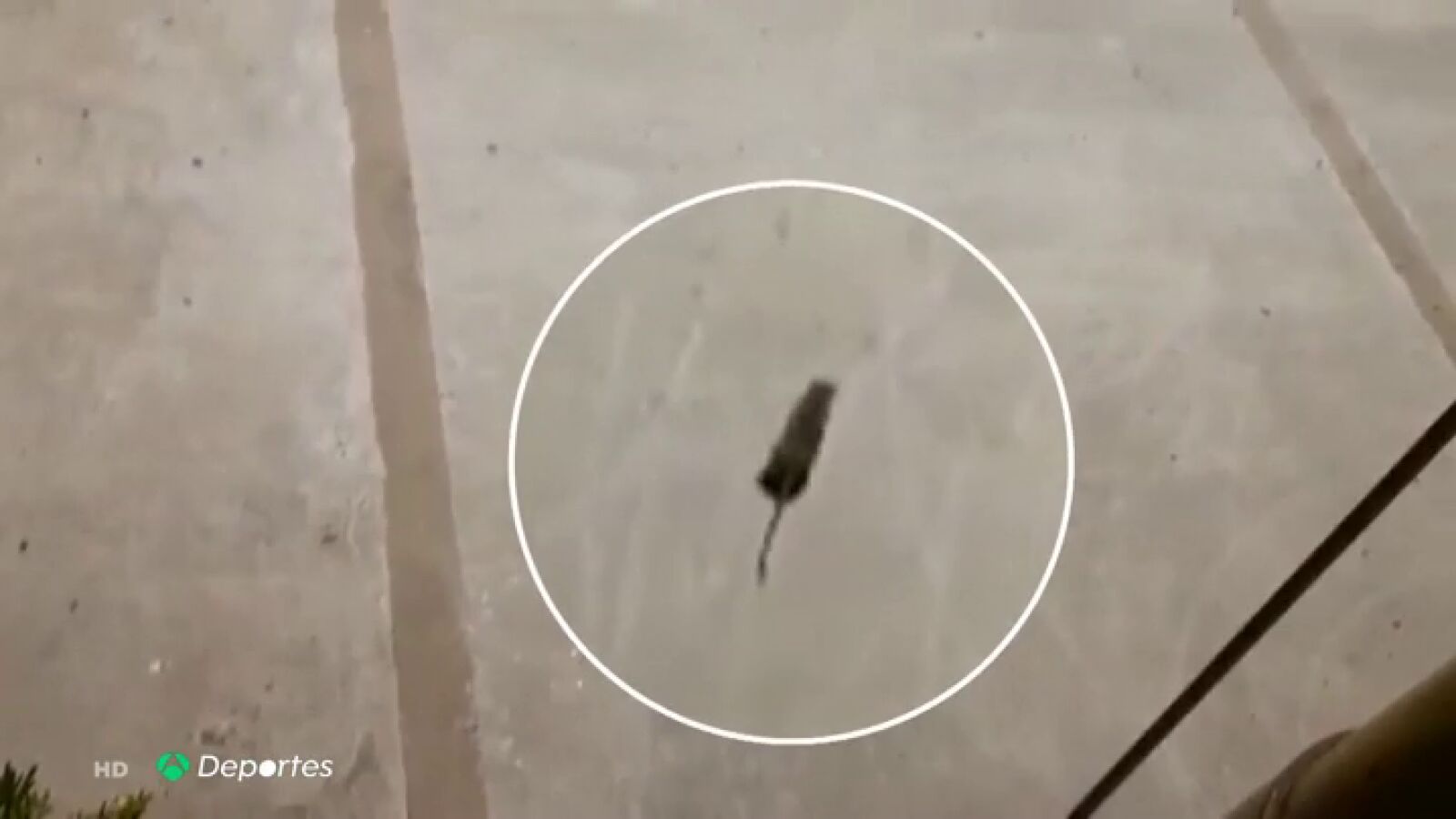 Invasión de ratas en un campo infantil de fútbol en Barcelona: 