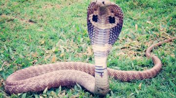 Cobra