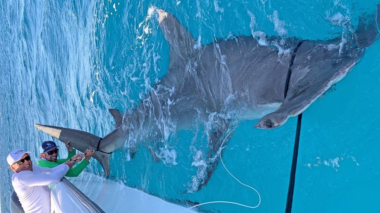Récord del mundo el golfista Greg Norman pesca el tiburón martillo más