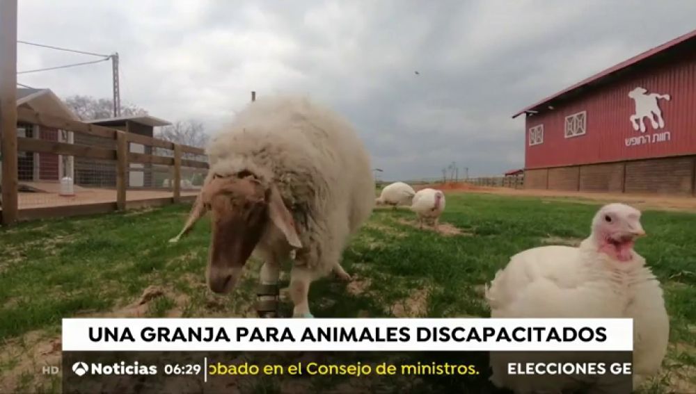La granja para animales discapacitados
