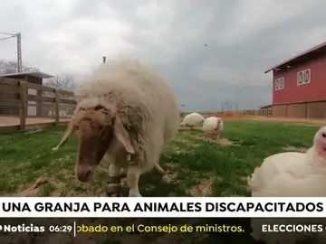 La granja para animales discapacitados La granja para animales discapacitados