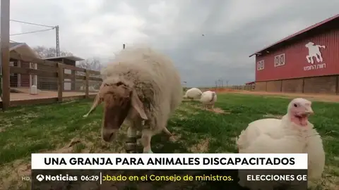 La granja para animales discapacitados La granja para animales discapacitados