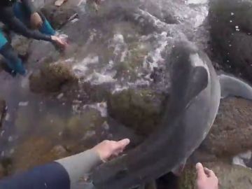 Angustioso rescate de unos surfistas a una cría de tiburón blanco varada entre las rocas