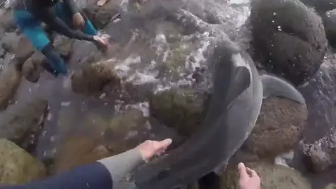 Angustioso rescate de unos surfistas a una cría de tiburón blanco varada entre las rocas Angustioso rescate de unos surfistas a una cría de tiburón blanco varada entre las rocas