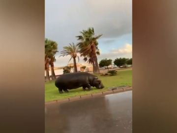 Graban a un hipop&oacute;tamo andando suelto por Roquetas de Mar