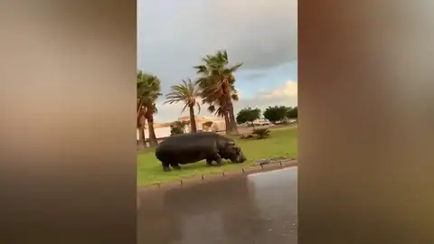 Graban a un hipopótamo andando suelto por Roquetas de Mar Graban a un hipopótamo andando suelto por Roquetas de Mar