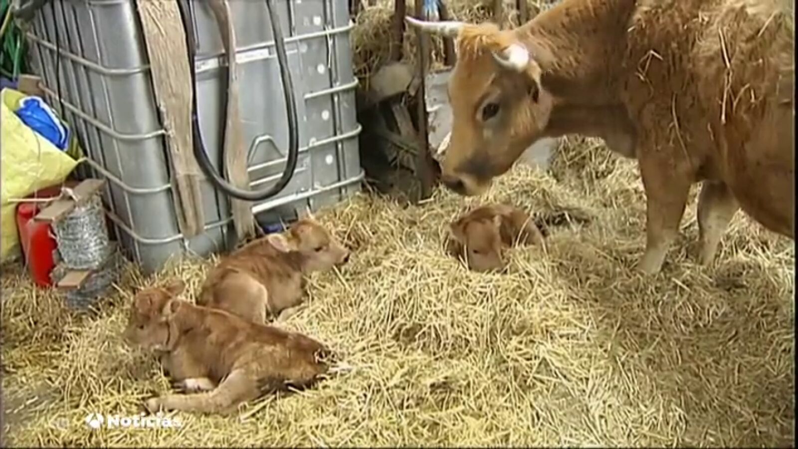 El insólito parto cuádruple de una vaca en una granja de León sorprende en todo el mundo