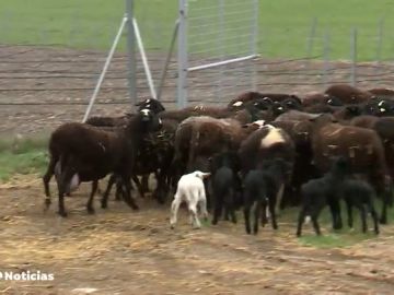 El valor de las ovejas negras, una especie en peligro de extinción