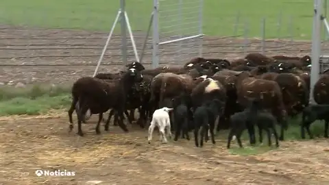 El valor de las ovejas negras, una especie en peligro de extinción El valor de las ovejas negras, una especie en peligro de extinción