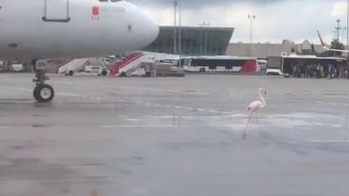 Un flamenco sorprende a pasajeros y trabajadores del aeropuerto de Palma de Mallorca