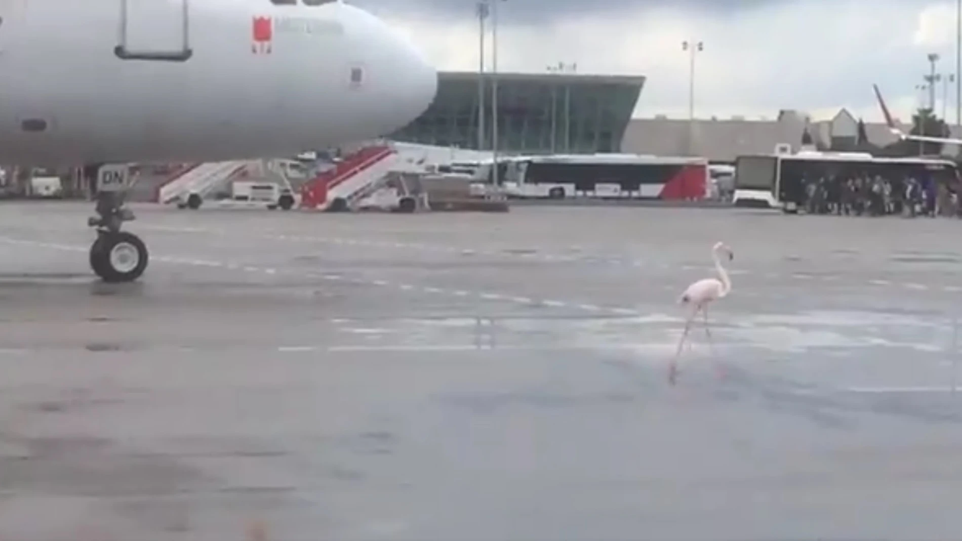 El flamenco en el aeropuerto de Palma El flamenco en el aeropuerto de Palma