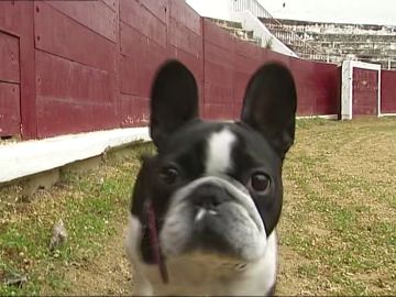 Un bulldog francés en la plaza de toros de Estella
