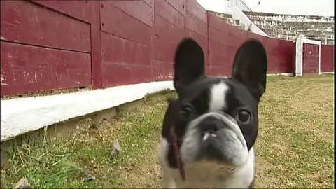 Un bulldog francés en la plaza de toros de Estella Un bulldog francés en la plaza de toros de Estella
