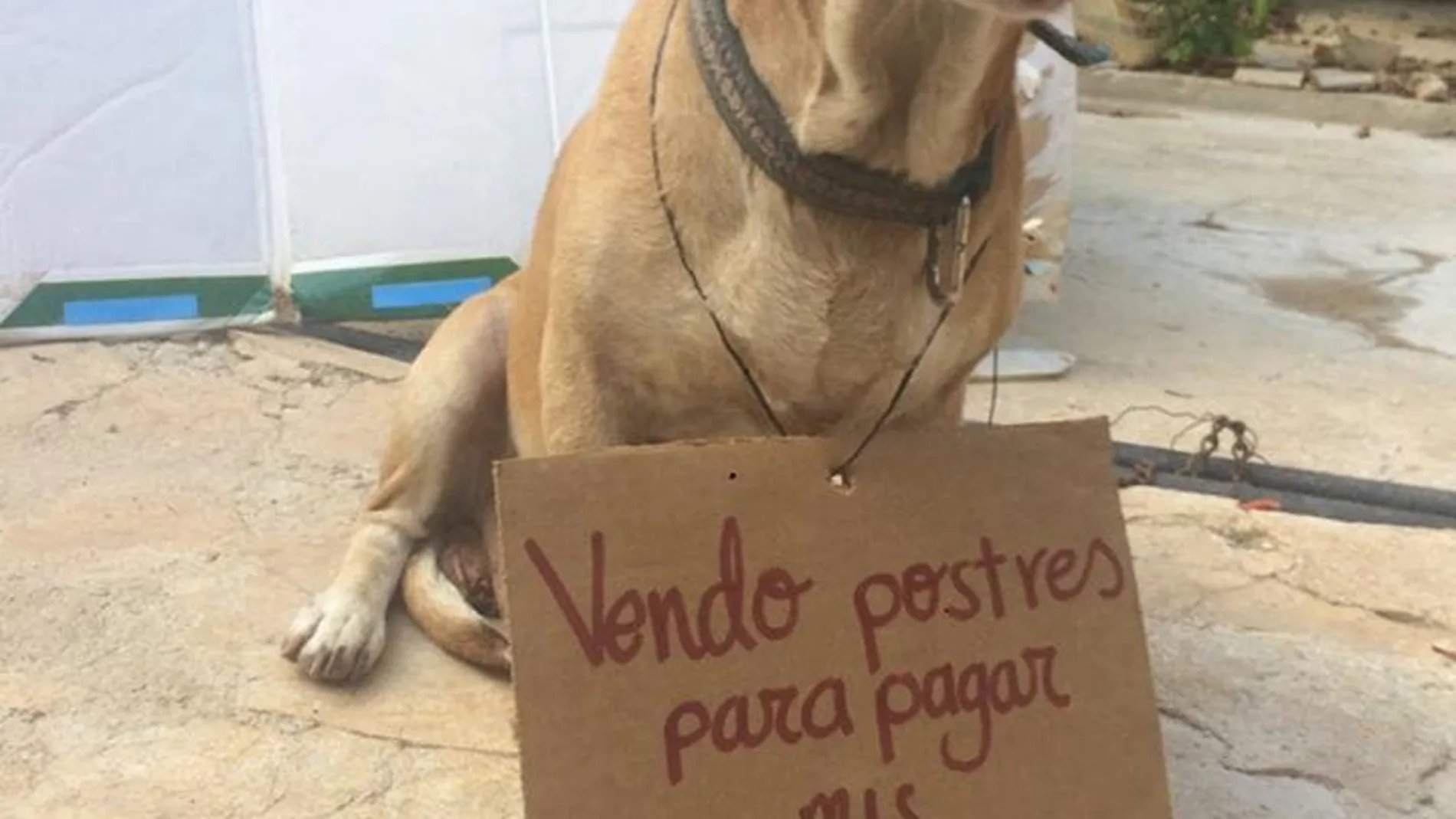 Pide ayuda para financiar su quimioterapia Pide ayuda para financiar su quimioterapia
