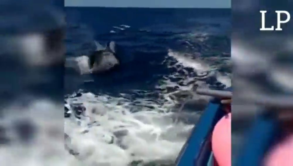 Graban a dos orcas nadando cerca de Fuerteventura
