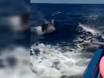 Graban a dos orcas nadando cerca de Fuerteventura