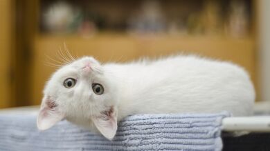 10 curiosidades sobre los gatos que no conocías