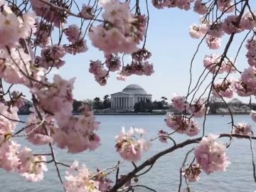 Los cerezos en flor visten Washington de primavera