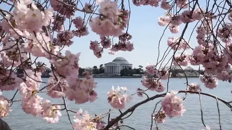 Los cerezos en flor visten Washington de primavera Los cerezos en flor visten Washington de primavera
