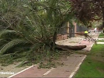 El temporal provoca caídas de árboles, bloqueos de vehículos por agua y más de 180 intervenciones en Alicante